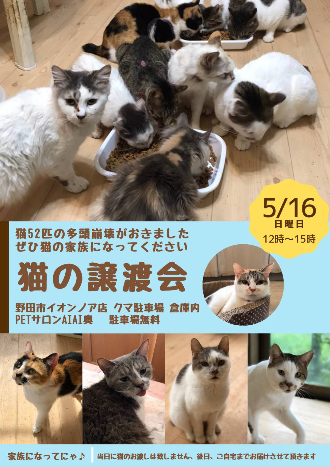 多頭飼育崩壊保護の子 ３匹里親候補決定 あいねこ