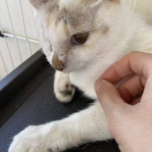 あいねこ ほごねこの譲渡会 千葉県野田市市民活動団体 あいねこ